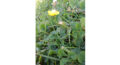 PadFone 2 Kamera Test 2