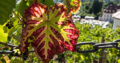 Tolles Farbspiel im Weinberg …