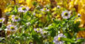 Aufnahme mit der QX10 (F5.0, 200mm)