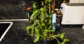 Babette - traurig und knusprig