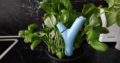 ...und ausgestattet mit Parrot Flower Power