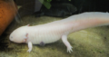 und Axolotl.