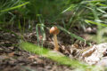f/5,3, 100mm, 1/200s, ISO 320
