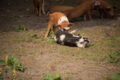 f/5,6, 300mm, 1/400s, ISO 200