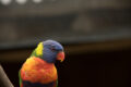 f/9, 300mm, 1/250s, ISO 640