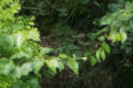 ISO 2.500: Sichtbares Rauschen im Detail