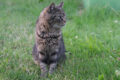 f/5.6 - 1/100s - ISO 400 - 66mm