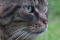 f/5.6 - 1/100s - ISO 400 - 66mm / Detail