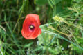 f/5.6 - 1/160s - ISO 200 - 70mm