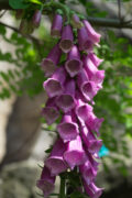 f/7.1 - 1/100s - ISO 100 - 70mm