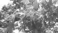 Der Monochrom Modus sorgt für ganz besondere Fotos.