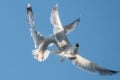 f/5.6, 1/640, ISO 200. Lumix G Vario 35-100, 100mm. Belichtung +0,83 EV. Stark gecroppt von 16 auf 2,7 MP.