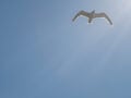 f/9, 1/1000, ISO 200. Lumix G Vario 35-100, 100mm.
