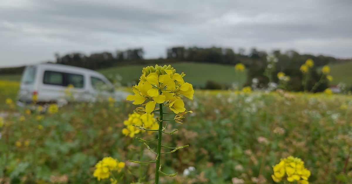 Blumenwiese mit geparktem Auto im Hintergrund, aufgenommen mit dem Fairphone 5