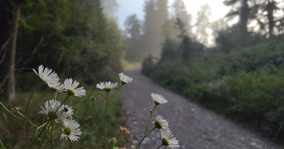 Waldweg bei morgendlichem Nebel und aufgehender Sonne, aufgenommen mit dem Fairphone 5